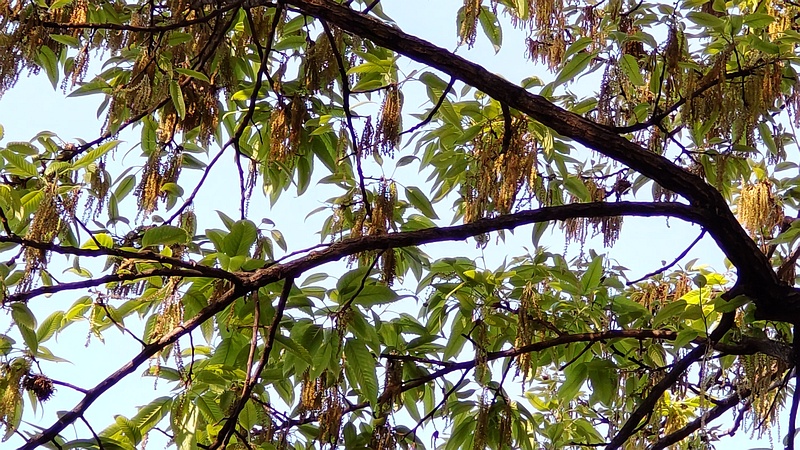 クヌギの雄花 東京都大田区平和の森公園