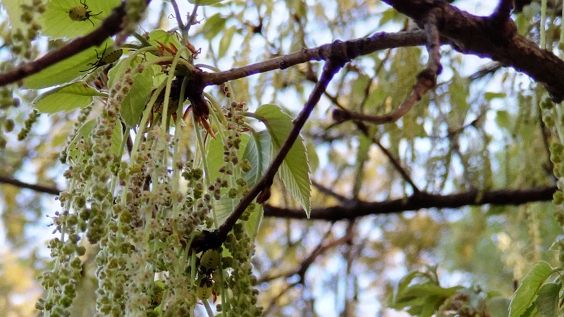 クヌギの雄花のクヌギカメムシの幼虫 東京都大田区平和の森公園