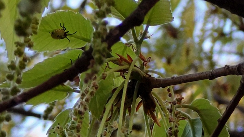 クヌギの雄花のクヌギカメムシの幼虫 東京都大田区平和の森公園