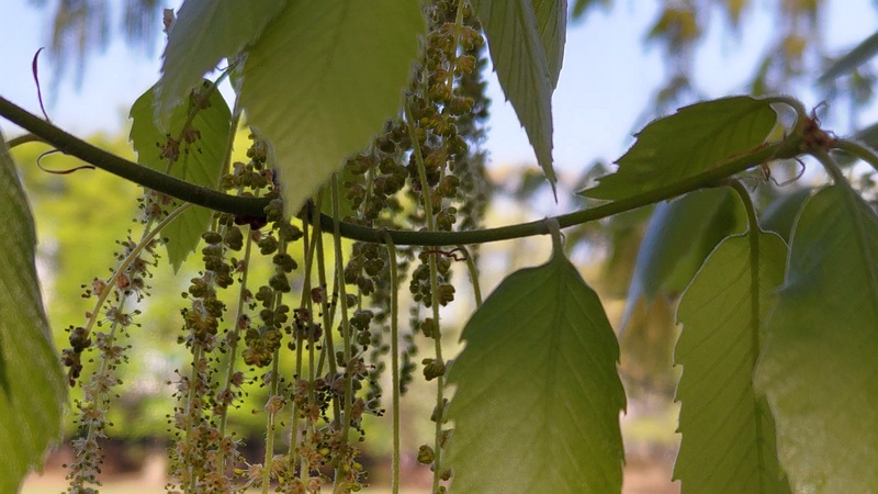 クヌギの花 東京都大田区平和の森公園