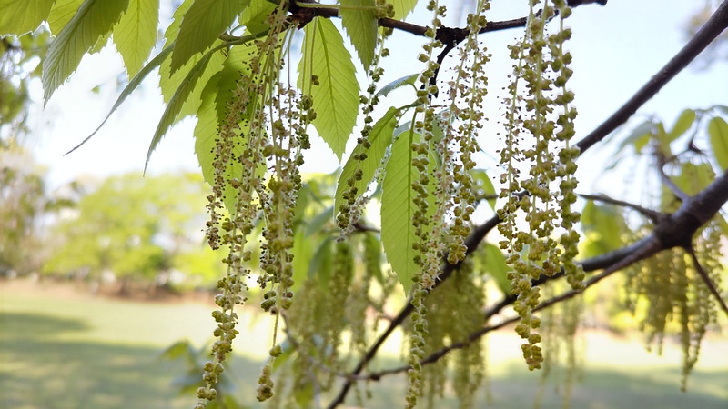 クヌギの雄花 東京都大田区平和の森公園