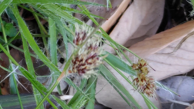 スズメノヤリの花 東京都大田区平和の森公園