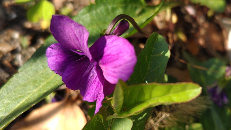 スミレの花 東京都大田区平和の森公園