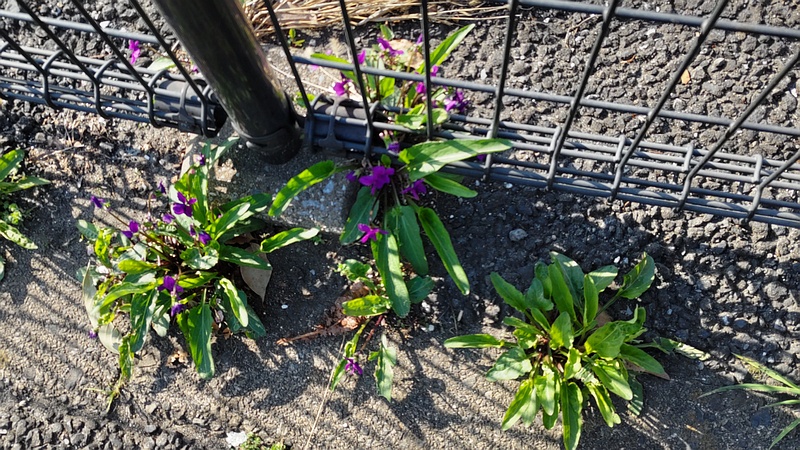 スミレの花 東京都大田区平和の森公園