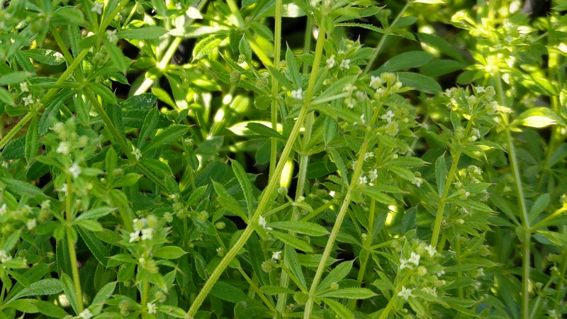 ヤエムグラの花 東京都大田区平和の森公園
