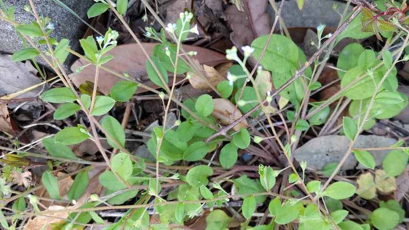 キュウリグサの花 東京都大田区平和の森公園