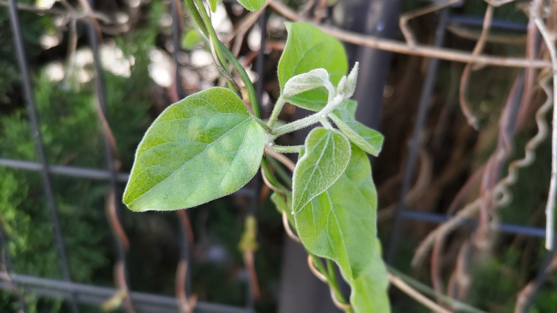 アオツヅラフジ 東京都大田区平和の森公園