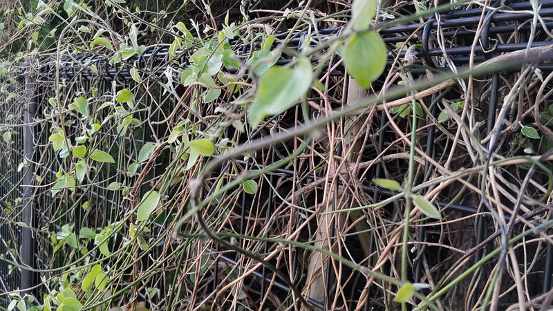 アオツヅラフジ 東京都大田区平和の森公園