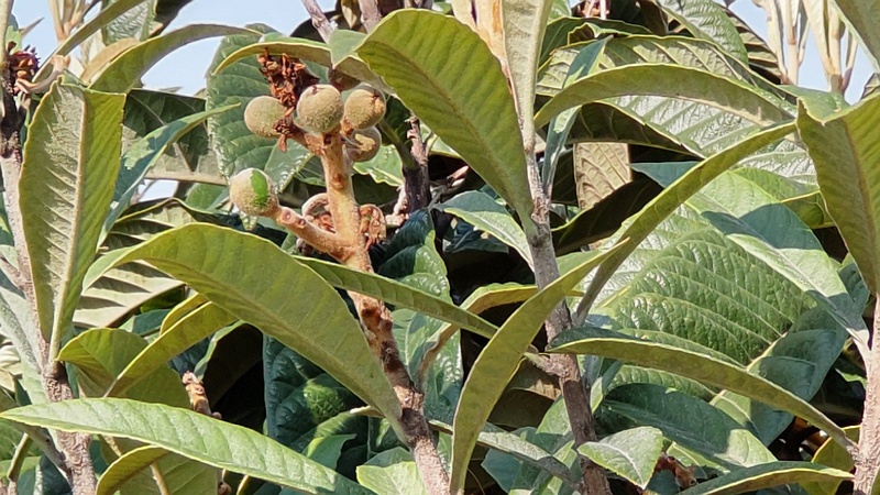 ビワの果実 東京都大田区平和の森公園