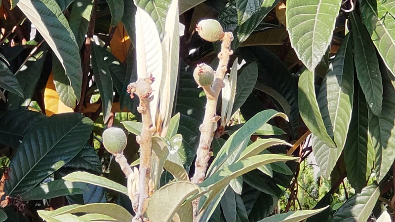 ビワの果実 東京都大田区平和の森公園