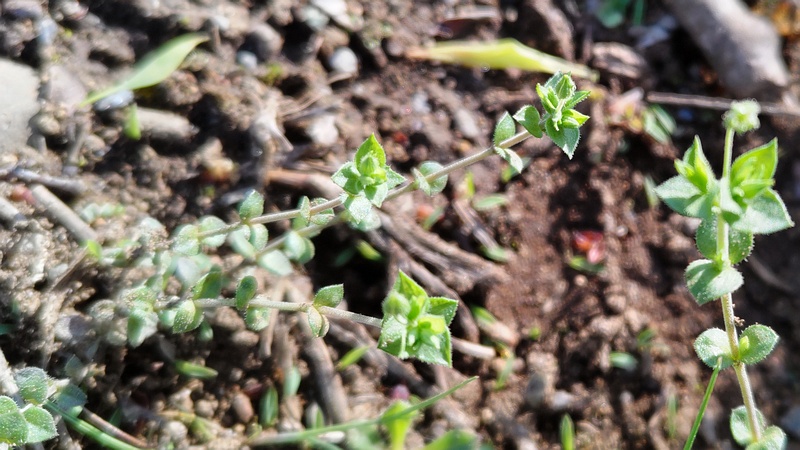 ノミノツヅリ 東京都大田区平和島公園