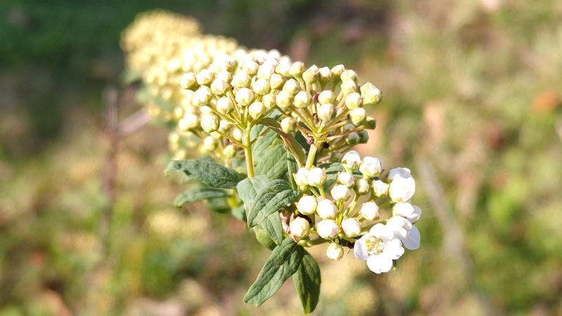 コデマリの花 東京都大田区平和島公園