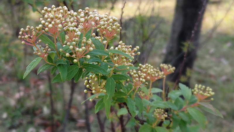 コデマリの蕾 東京都大田区平和島公園