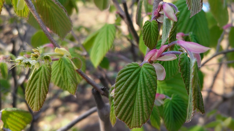 トサミズキの花後と芽 東京都大田区平和島公園