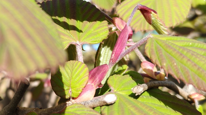 トサミズキの芽 東京都大田区平和島公園