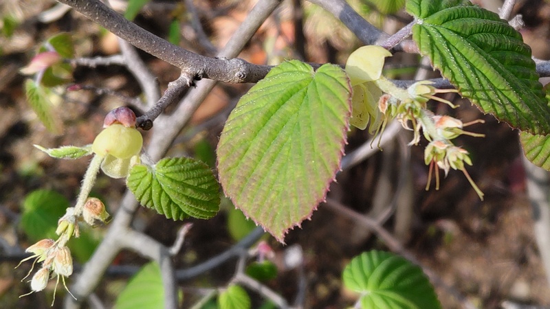 トサミズキの花後と芽 東京都大田区平和島公園