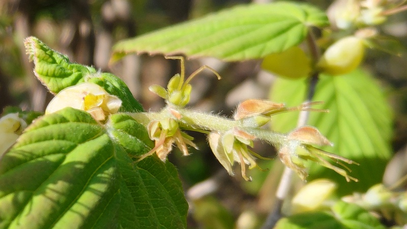 トサミズキの花後 東京都大田区平和島公園