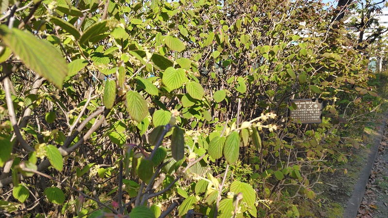 トサミズキ 東京都大田区平和島公園