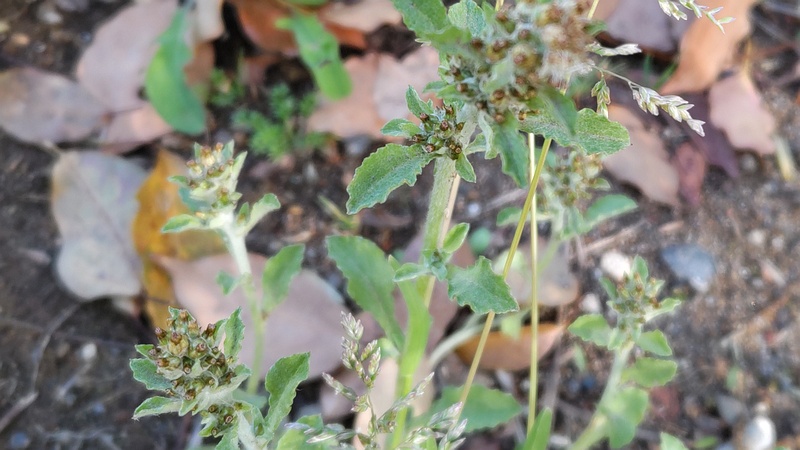 チチコグサモドキの花とスズメノカタビラ 東京都大田区平和島公園