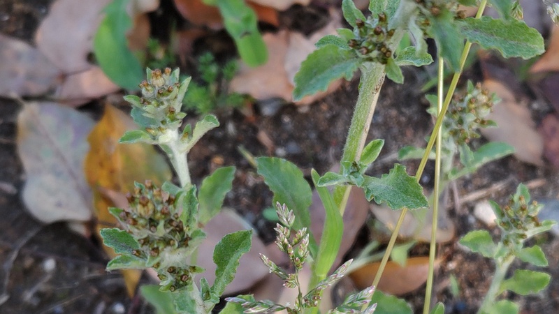 チチコグサモドキの花とスズメノカタビラ 東京都大田区平和島公園