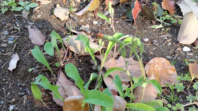 オオジシバリの蕾 東京都大田区平和島公園