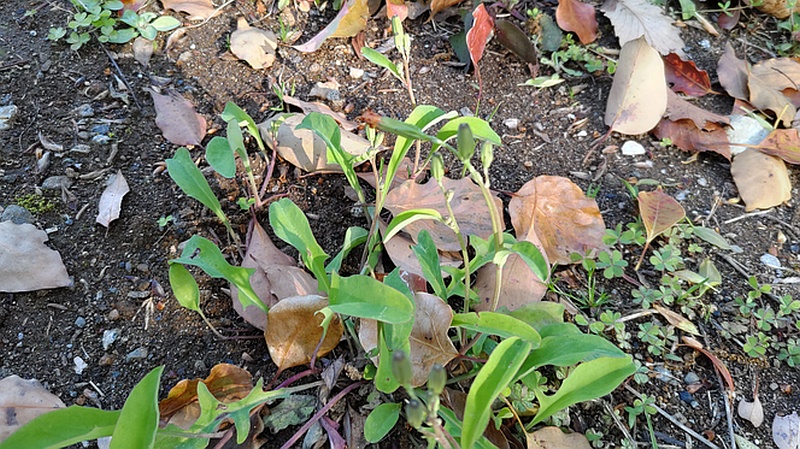オオジシバリの蕾 東京都大田区平和島公園