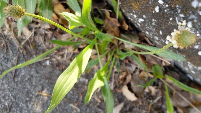 ヘラオオバコの花 東京都大田区大和大橋