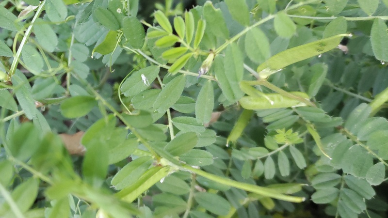 カラスノエンドウの果実 東京都大田区大和大橋