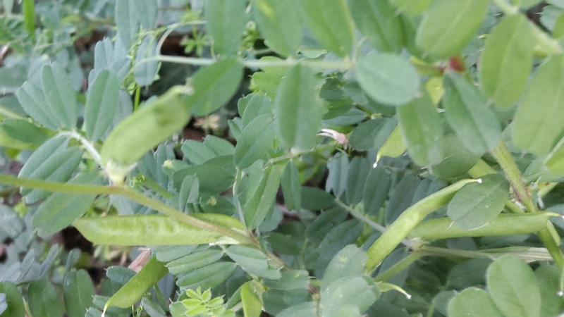 カラスノエンドウの果実 東京都大田区大和大橋