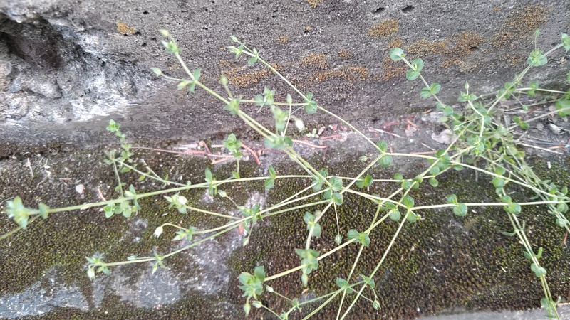 ノミノツヅリ 東京都大田区平和島