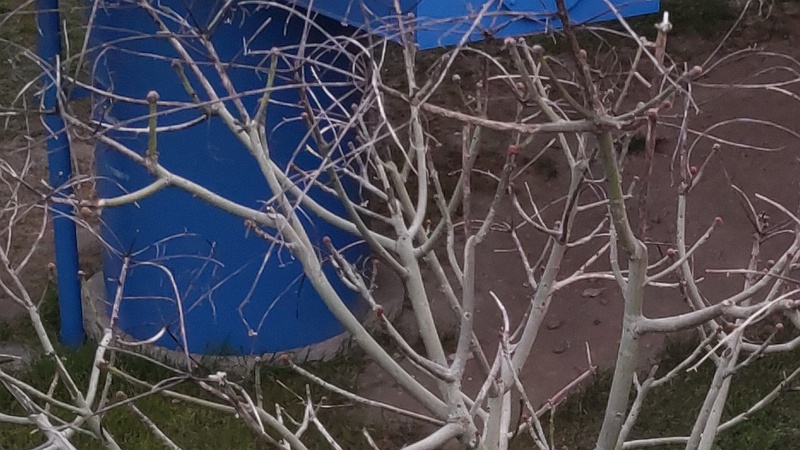 アオギリの冬芽 東京都大田区平和島公園