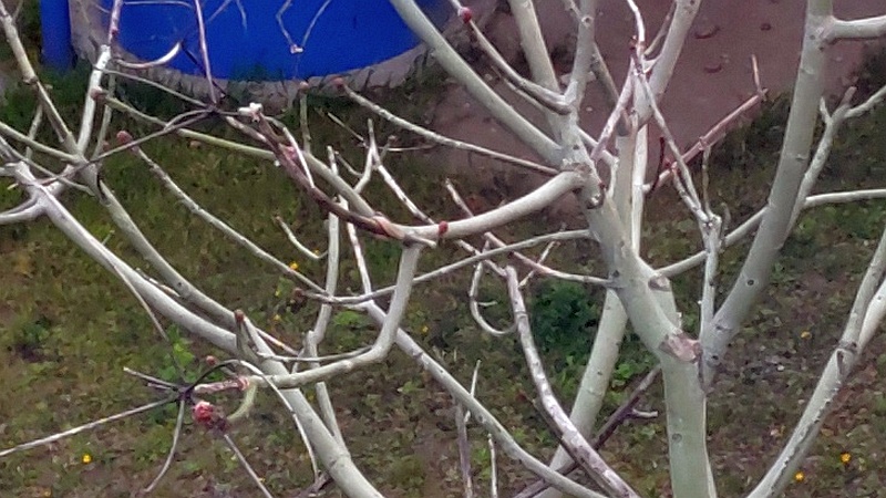 アオギリの冬芽 東京都大田区平和島公園