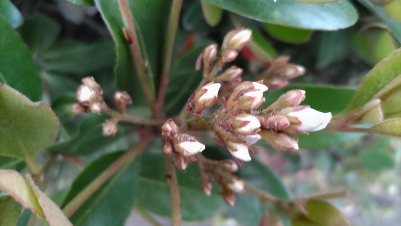 シャリンバイの蕾 東京都大田区平和島公園