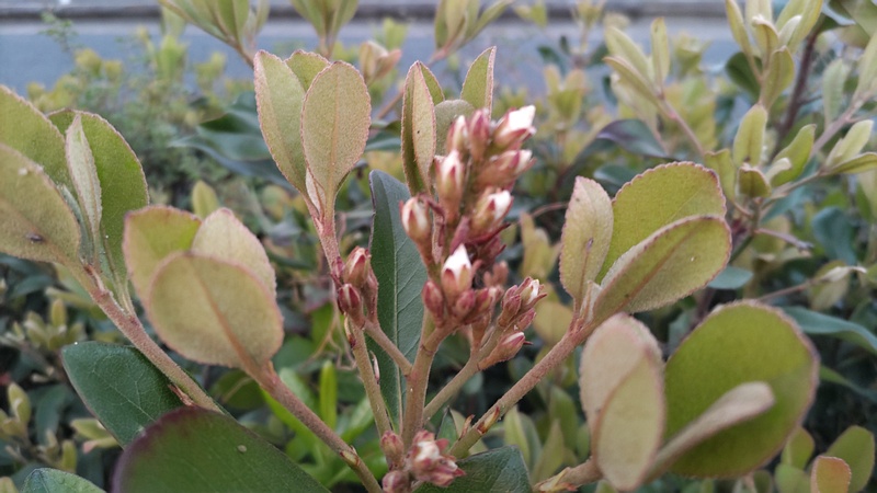 シャリンバイの蕾 東京都大田区平和島公園
