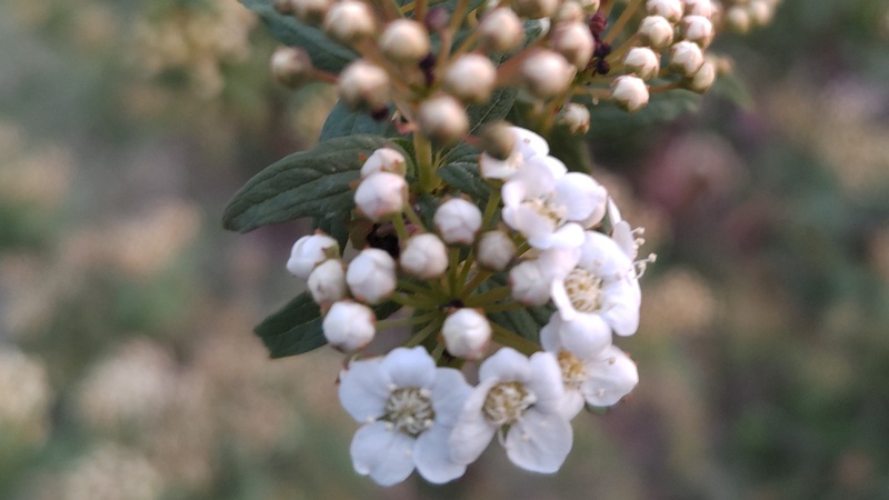 コデマリの花 東京都大田区平和島公園