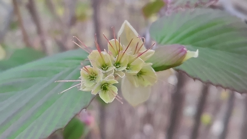 トサミズキの花後 東京都大田区平和島公園