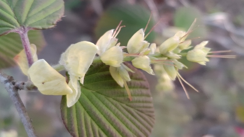 トサミズキの花後 東京都大田区平和島公園