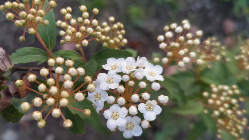 コデマリの花 東京都大田区平和島公園
