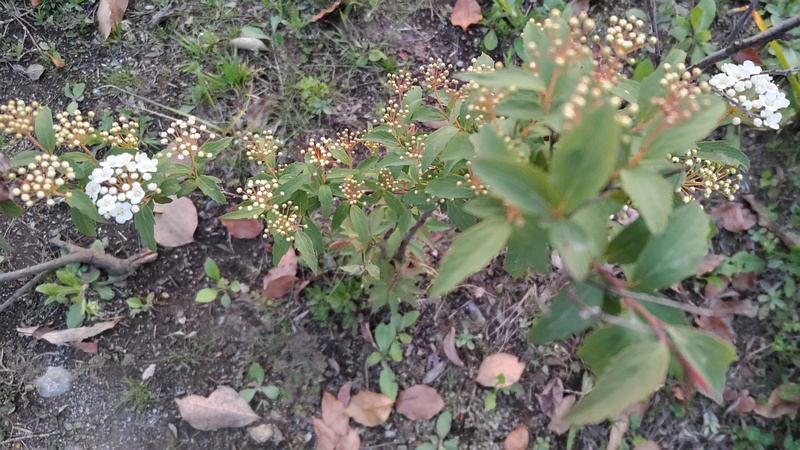 コデマリの花 東京都大田区平和島公園