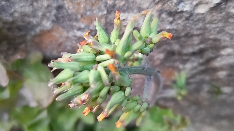 オニタビラコ 東京都大田区平和島公園