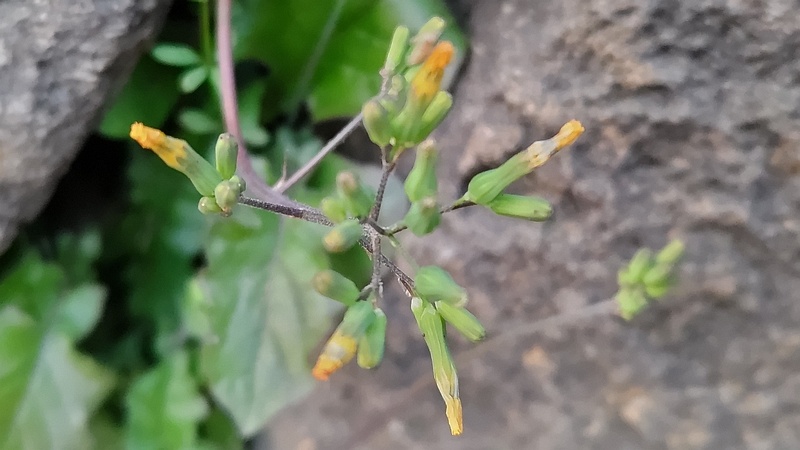 オニタビラコの蕾 東京都大田区平和島公園