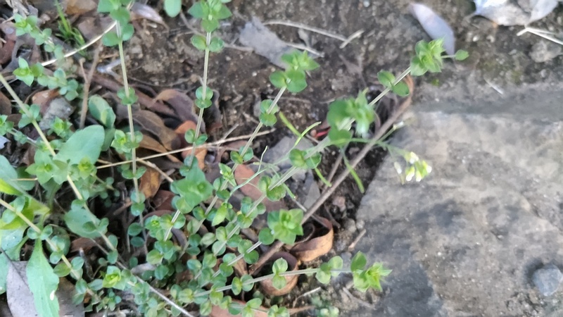 ノミノツヅリ 東京都大田区平和島公園