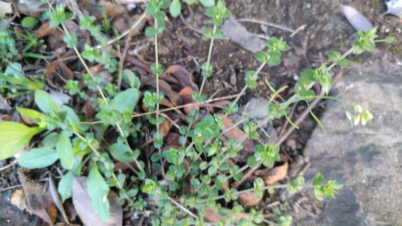 ノミノツヅリ 東京都大田区平和島公園