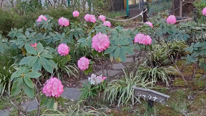 シャクナゲの花 東京都大田区平和島公園