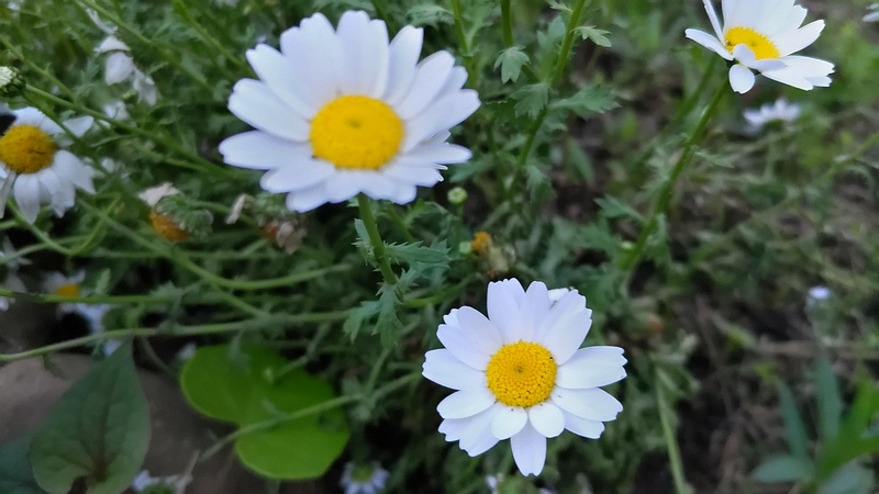 カンシロギクの花 東京都大田区平和島公園