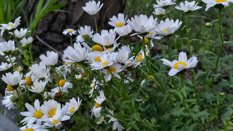 カンシロギクの花 東京都大田区平和島公園