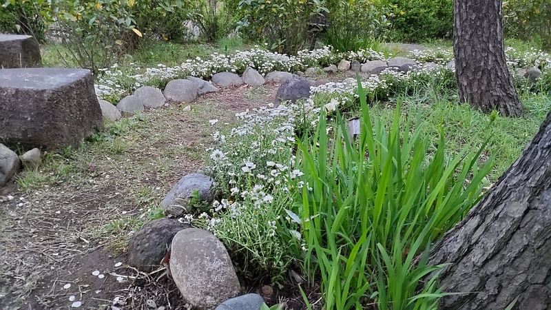 カンシロギクの花 東京都大田区平和島公園
