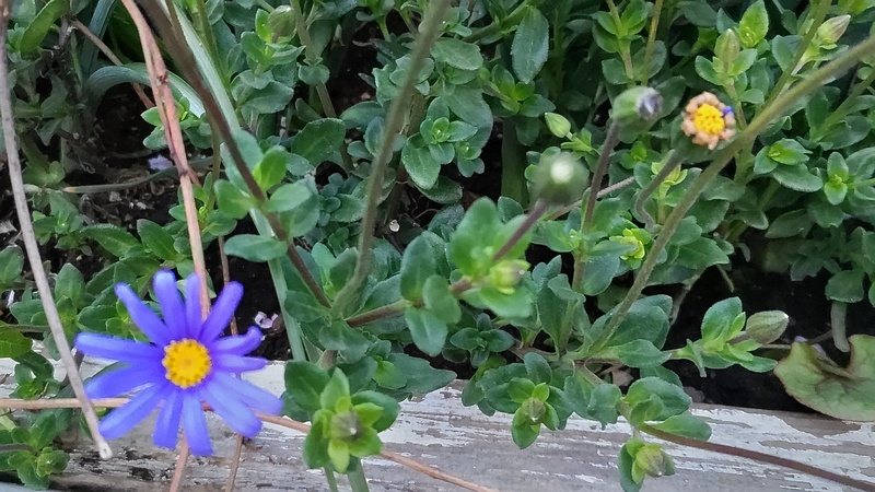 ルリヒナギクの花 東京都大田区平和島公園