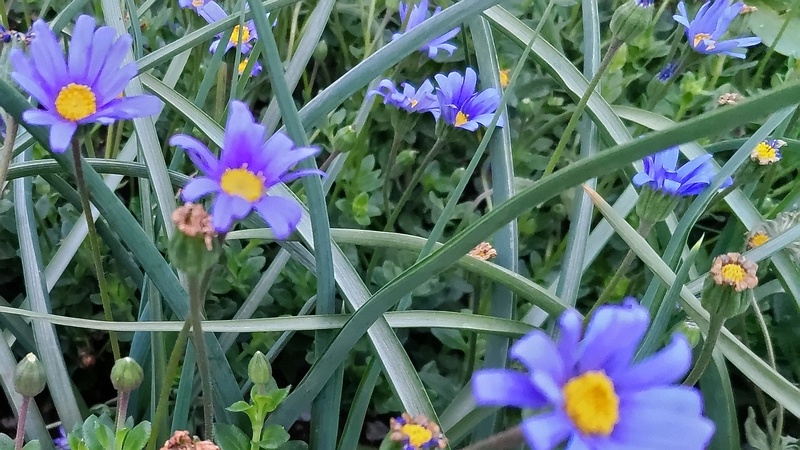 ルリヒナギクの花 東京都大田区平和島公園