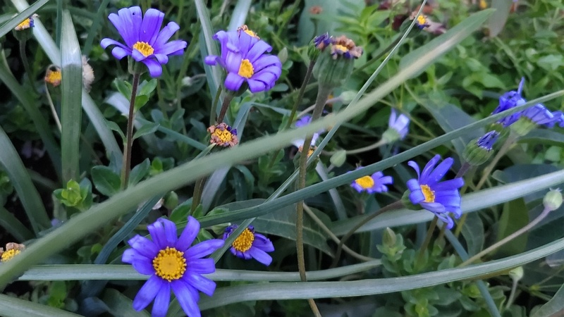 ルリヒナギクの花 東京都大田区平和島公園
